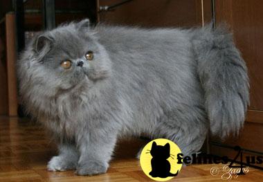 mirocats Picture 2